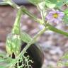 Fotografia 1 da espécie Solanum melongena do Jardim Botânico UTAD