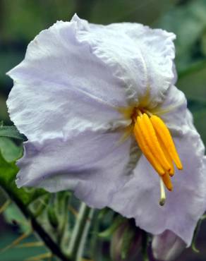 Fotografia 14 da espécie Solanum sisymbriifolium no Jardim Botânico UTAD