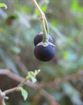 Fotografia 7 da espécie Solanum chenopodioides no Jardim Botânico UTAD