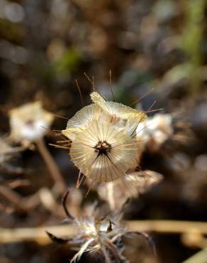 Fotografia 7 da espécie Lomelosia stellata no Jardim Botânico UTAD
