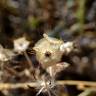 Fotografia 7 da espécie Lomelosia stellata do Jardim Botânico UTAD