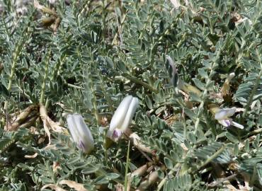 Fotografia da espécie Astragalus tragacantha
