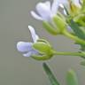 Fotografia 3 da espécie Lepidium draba do Jardim Botânico UTAD