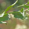 Fotografia 5 da espécie Lepidium draba do Jardim Botânico UTAD
