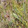 Fotografia 5 da espécie Carex punctata do Jardim Botânico UTAD