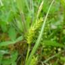 Fotografia 10 da espécie Carex punctata do Jardim Botânico UTAD