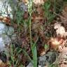 Fotografia 3 da espécie Dactylorhiza romana do Jardim Botânico UTAD