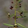 Fotografia 7 da espécie Cleome violacea do Jardim Botânico UTAD