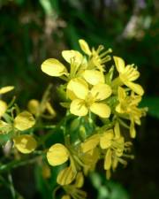 Fotografia da espécie Erucastrum nasturtiifolium