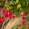 Fotografia 6 da espécie Fuchsia magellanica do Jardim Botânico UTAD