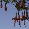 Fotografia 7 da espécie Fuchsia magellanica do Jardim Botânico UTAD
