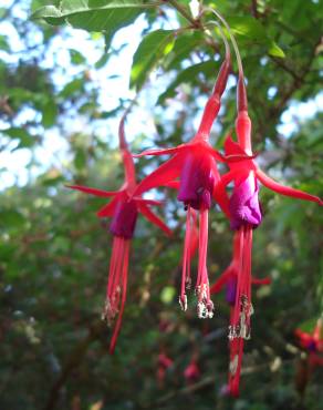Fotografia 8 da espécie Fuchsia magellanica no Jardim Botânico UTAD