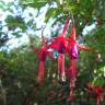 Fotografia 8 da espécie Fuchsia magellanica do Jardim Botânico UTAD
