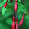 Fotografia 11 da espécie Fuchsia magellanica do Jardim Botânico UTAD
