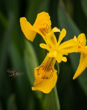 Fotografia 8 da espécie Iris pseudacorus no Jardim Botânico UTAD
