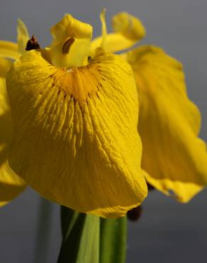 Fotografia 9 da espécie Iris pseudacorus no Jardim Botânico UTAD