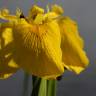 Fotografia 9 da espécie Iris pseudacorus do Jardim Botânico UTAD