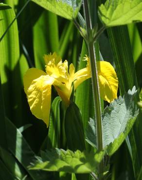Fotografia 10 da espécie Iris pseudacorus no Jardim Botânico UTAD