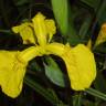 Fotografia 11 da espécie Iris pseudacorus do Jardim Botânico UTAD