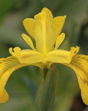 Fotografia 12 da espécie Iris pseudacorus no Jardim Botânico UTAD