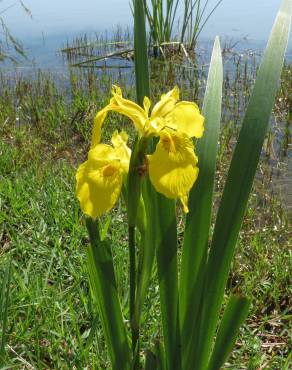 Fotografia 13 da espécie Iris pseudacorus no Jardim Botânico UTAD