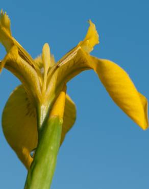 Fotografia 14 da espécie Iris pseudacorus no Jardim Botânico UTAD