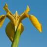 Fotografia 14 da espécie Iris pseudacorus do Jardim Botânico UTAD