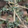 Fotografia 12 da espécie Adenocarpus complicatus do Jardim Botânico UTAD