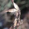 Fotografia 13 da espécie Adenocarpus complicatus do Jardim Botânico UTAD