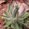 Fotografia 20 da espécie Xeranthemum inapertum do Jardim Botânico UTAD