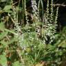 Fotografia 14 da espécie Anarrhinum bellidifolium do Jardim Botânico UTAD