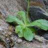 Fotografia 15 da espécie Anarrhinum bellidifolium do Jardim Botânico UTAD