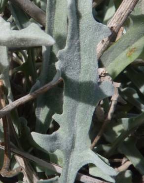 Fotografia 12 da espécie Andryala ragusina no Jardim Botânico UTAD