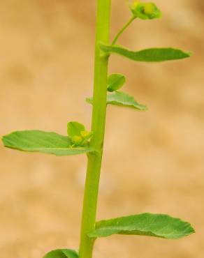 Fotografia 9 da espécie Euphorbia hirsuta no Jardim Botânico UTAD