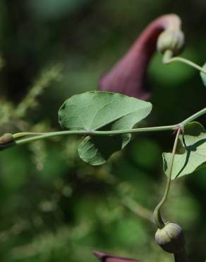 Fotografia 9 da espécie Aristolochia baetica no Jardim Botânico UTAD