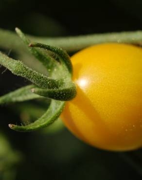 Fotografia 17 da espécie Solanum lycopersicum no Jardim Botânico UTAD