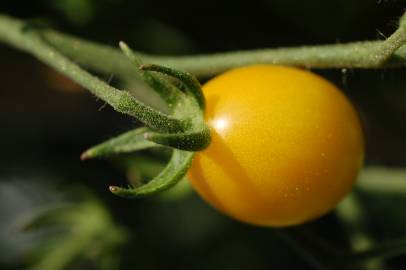 Fotografia da espécie Solanum lycopersicum