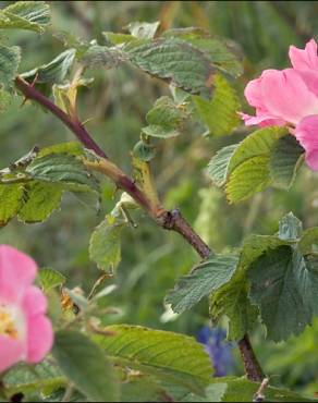 Fotografia 6 da espécie Rosa villosa no Jardim Botânico UTAD
