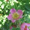 Fotografia 12 da espécie Rosa villosa do Jardim Botânico UTAD