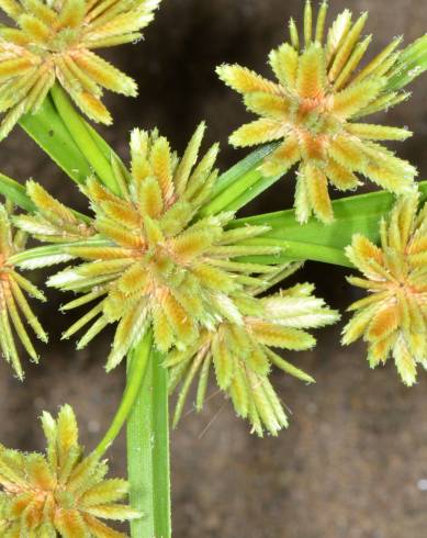 Fotografia de capa Cyperus eragrostis - do Jardim Botânico