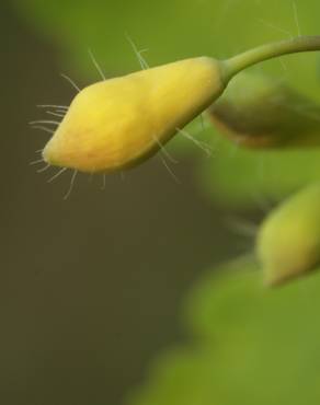 Fotografia 15 da espécie Chelidonium majus no Jardim Botânico UTAD