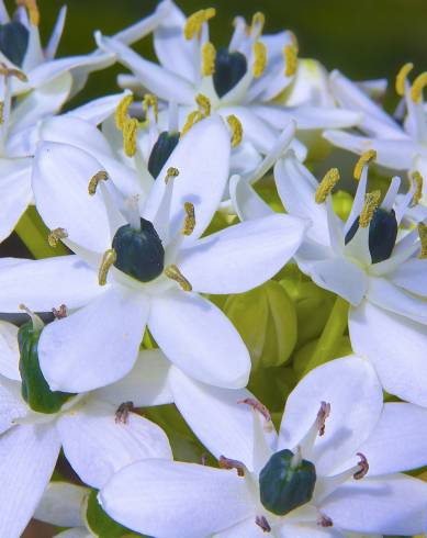 Fotografia de capa Allium nigrum - do Jardim Botânico