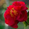 Fotografia 9 da espécie Camellia reticulata do Jardim Botânico UTAD
