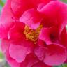 Fotografia 11 da espécie Camellia reticulata do Jardim Botânico UTAD