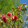 Fotografia 12 da espécie Camellia reticulata do Jardim Botânico UTAD