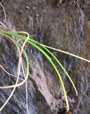Fotografia 4 da espécie Isoetes durieui no Jardim Botânico UTAD