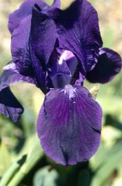Fotografia da espécie Iris subbiflora