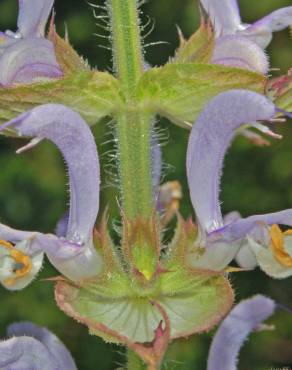Fotografia 9 da espécie Salvia sclarea no Jardim Botânico UTAD