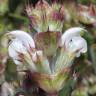 Fotografia 13 da espécie Salvia aethiopis do Jardim Botânico UTAD