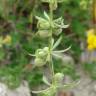 Fotografia 10 da espécie Galium tricornutum do Jardim Botânico UTAD